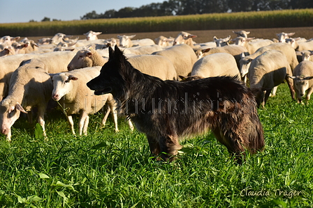 Kuhnis Hunde und Schafe / Bild 34 von 51 / 09.10.2021 16:43 / DSC_0695.JPG