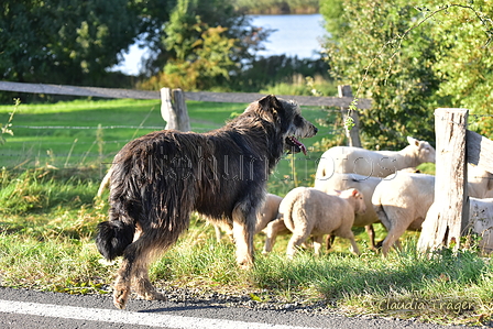 Kuhnis Hunde und Schafe / Bild 35 von 51 / 09.10.2021 16:50 / DSC_0819.JPG