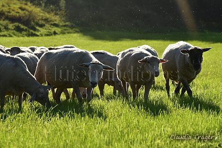 Kuhnis Hunde und Schafe / Bild 36 von 51 / 09.10.2021 16:55 / DSC_0863.JPG