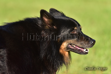 Kuhnis Hunde und Schafe / Bild 37 von 51 / 09.10.2021 16:56 / DSC_0883.JPG