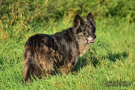 Kuhnis Hunde und Schafe / Bild 38 von 51 / 09.10.2021 17:01 / DSC_0959.JPG