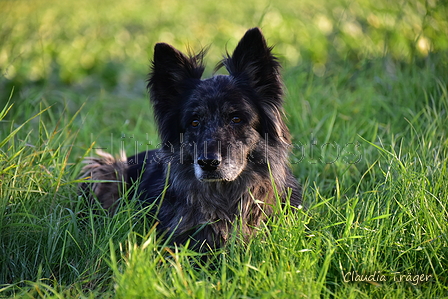 Kuhnis Hunde und Schafe / Bild 40 von 51 / 09.10.2021 17:16 / DSC_1227.JPG