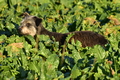 Kuhnis Hunde und Schafe / Bild 42 von 51 / 09.10.2021 17:18 / DSC_1295.JPG