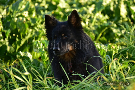 Kuhnis Hunde und Schafe / Bild 43 von 51 / 09.10.2021 17:19 / DSC_1312.JPG