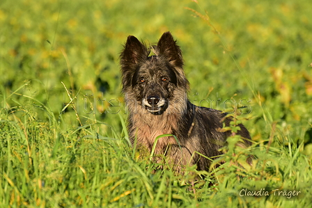 Kuhnis Hunde und Schafe / Bild 46 von 51 / 09.10.2021 17:22 / DSC_1361.JPG