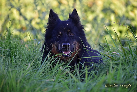 Kuhnis Hunde und Schafe / Bild 47 von 51 / 09.10.2021 17:23 / DSC_1396.JPG