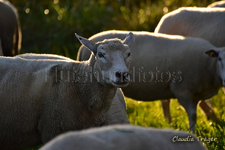 Kuhnis Hunde und Schafe / Bild 51 von 51 / 09.10.2021 17:44 / DSC_1565.JPG