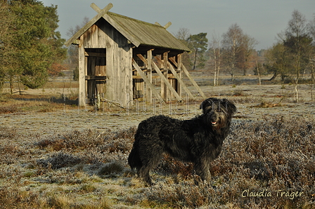 Schäfer Koch / Bild 7 von 38 / 20.01.2019 10:53 / DSC_9342.JPG