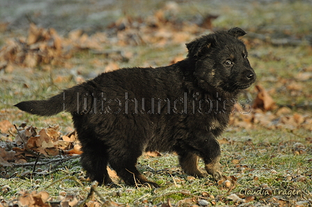 Schäfer Koch / Bild 11 von 38 / 20.01.2019 11:14 / DSC_7382.JPG