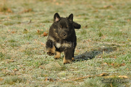 Schäfer Koch / Bild 12 von 38 / 20.01.2019 11:17 / DSC_7486.JPG