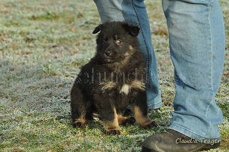 Schäfer Koch / Bild 13 von 38 / 20.01.2019 11:18 / DSC_7494.JPG