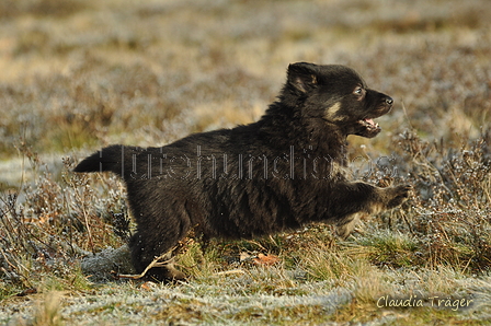 Schäfer Koch / Bild 22 von 38 / 20.01.2019 11:40 / DSC_8128.JPG