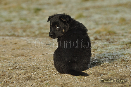 Schäfer Koch / Bild 23 von 38 / 20.01.2019 11:48 / DSC_8372.JPG