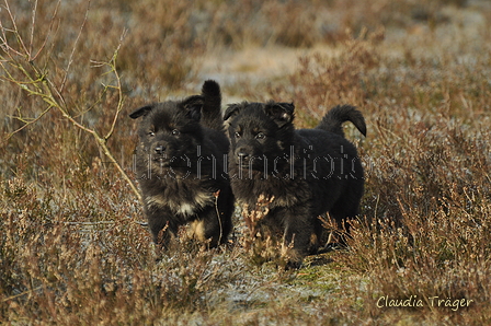 Schäfer Koch / Bild 24 von 38 / 20.01.2019 11:51 / DSC_8480.JPG