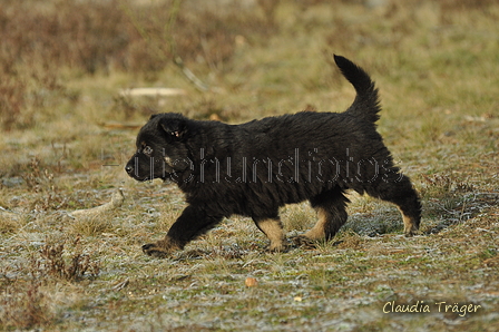 Schäfer Koch / Bild 25 von 38 / 20.01.2019 11:53 / DSC_8551.JPG