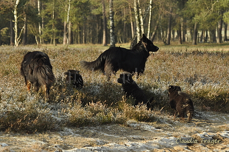 Schäfer Koch / Bild 31 von 38 / 20.01.2019 12:14 / DSC_8942.JPG