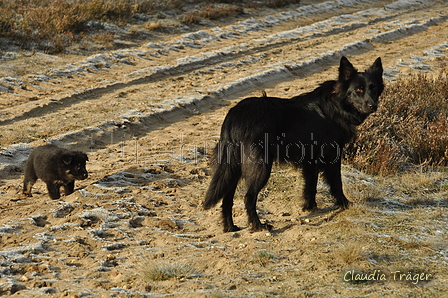 Schäfer Koch / Bild 33 von 38 / 20.01.2019 12:16 / DSC_8977.JPG