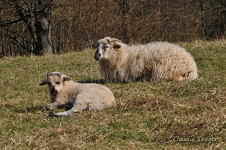 Schafe / Bild 203 von 620 / 26.03.2017 11:50 / DSC_0462.JPG