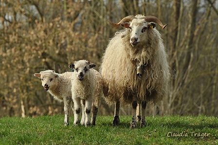 Schafe / Bild 175 von 620 / 13.03.2019 10:03 / DSC_4035.JPG