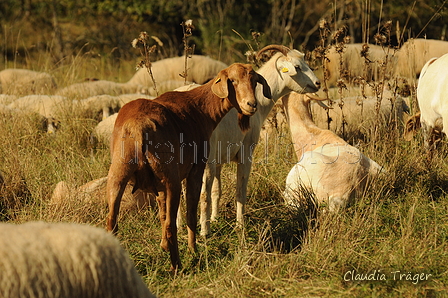 Ziegen / Bild 22 von 36 / 20.09.2020 14:43 / DSC_7437.JPG