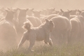 AAH Bundeshüten 2014 / Bild 70 von 175 / 20.09.2014 16:03 / DSC_4886.JPG