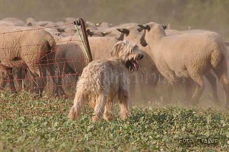 AAH Bundeshüten 2014 / Bild 74 von 175 / 20.09.2014 16:28 / DSC_5252.JPG