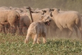 AAH Bundeshüten 2014 / Bild 74 von 175 / 20.09.2014 16:28 / DSC_5252.JPG