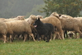 AAH Bundeshüten 2016 / Bild 25 von 163 / 17.09.2016 14:33 / DSC_1771.JPG