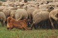 AAH Bundeshüten 2016 / Bild 38 von 163 / 17.09.2016 15:37 / DSC_2559.JPG