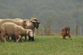 AAH Bundeshüten 2016 / Bild 45 von 163 / 17.09.2016 15:40 / DSC_2663.JPG