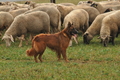 AAH Bundeshüten 2016 / Bild 46 von 163 / 17.09.2016 15:55 / DSC_2825.JPG