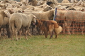 AAH Bundeshüten 2016 / Bild 47 von 163 / 17.09.2016 15:57 / DSC_2895.JPG