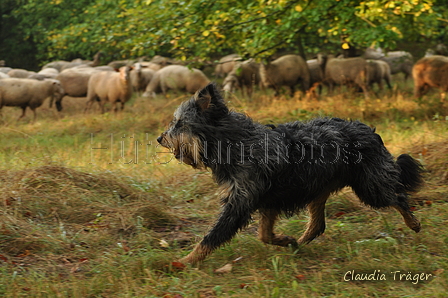 AAH Bundeshüten 2016 / Bild 50 von 163 / 18.09.2016 07:56 / DSC_3002.JPG