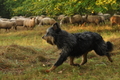 AAH Bundeshüten 2016 / Bild 50 von 163 / 18.09.2016 07:56 / DSC_3002.JPG