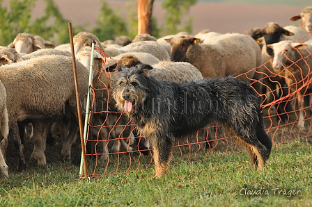 AAH Bundeshüten 2016 / Bild 54 von 163 / 18.09.2016 08:32 / DSC_3291.JPG