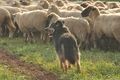 AAH Bundeshüten 2016 / Bild 55 von 163 / 18.09.2016 08:36 / DSC_3345.JPG