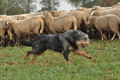 AAH Bundeshüten 2016 / Bild 56 von 163 / 18.09.2016 08:38 / DSC_3393.JPG