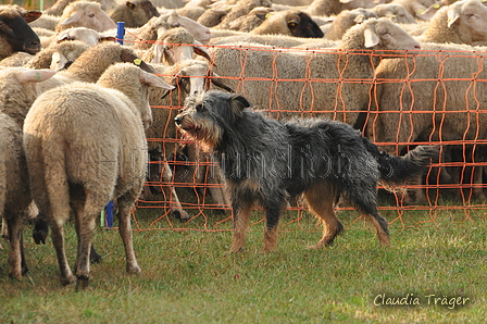 AAH Bundeshüten 2016 / Bild 58 von 163 / 18.09.2016 08:50 / DSC_3549.JPG