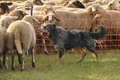 AAH Bundeshüten 2016 / Bild 59 von 163 / 18.09.2016 08:50 / DSC_3551.JPG