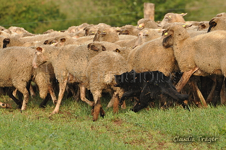 AAH Bundeshüten 2016 / Bild 68 von 163 / 18.09.2016 09:17 / DSC_3807.JPG