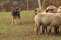 AAH Bundeshüten 2016 / Bild 90 von 163 / 18.09.2016 10:09 / DSC_4319.JPG