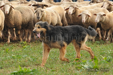 AAH Bundeshüten 2016 / Bild 97 von 163 / 18.09.2016 10:13 / DSC_4414.JPG