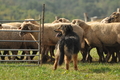 AAH Bundeshüten 2016 / Bild 105 von 163 / 18.09.2016 10:24 / DSC_4603.JPG