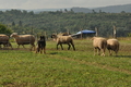 AAH Bundeshüten 2016 / Bild 106 von 163 / 18.09.2016 10:24 / DSC_4613.JPG