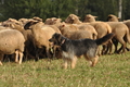 AAH Bundeshüten 2016 / Bild 109 von 163 / 18.09.2016 10:34 / DSC_4724.JPG