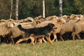 AAH Bundeshüten 2016 / Bild 110 von 163 / 18.09.2016 10:35 / DSC_4735.JPG