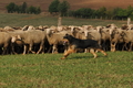 AAH Bundeshüten 2016 / Bild 111 von 163 / 18.09.2016 10:36 / DSC_4763.JPG