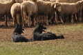 AAH Bundeshüten 2016 / Bild 126 von 163 / 18.09.2016 11:52 / DSC_5673.JPG