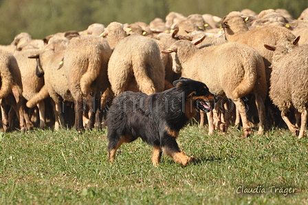 AAH Bundeshüten 2016 / Bild 142 von 163 / 18.09.2016 13:40 / DSC_6431.JPG