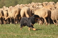 AAH Bundeshüten 2016 / Bild 142 von 163 / 18.09.2016 13:40 / DSC_6431.JPG